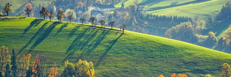 Wild-Hills-Wine-Pinot-Gris